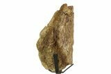 Fossil Triceratops Vertebral Process w/ Metal Stand - South Dakota #350605-2